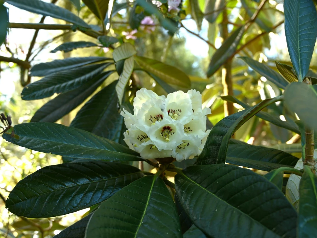 R. sidereum